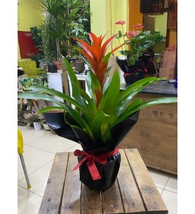 Guzmania