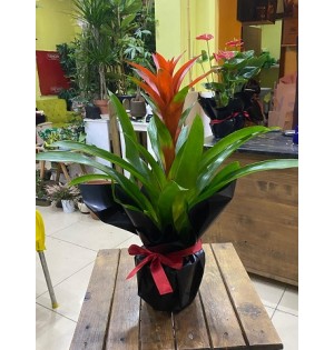 Guzmania