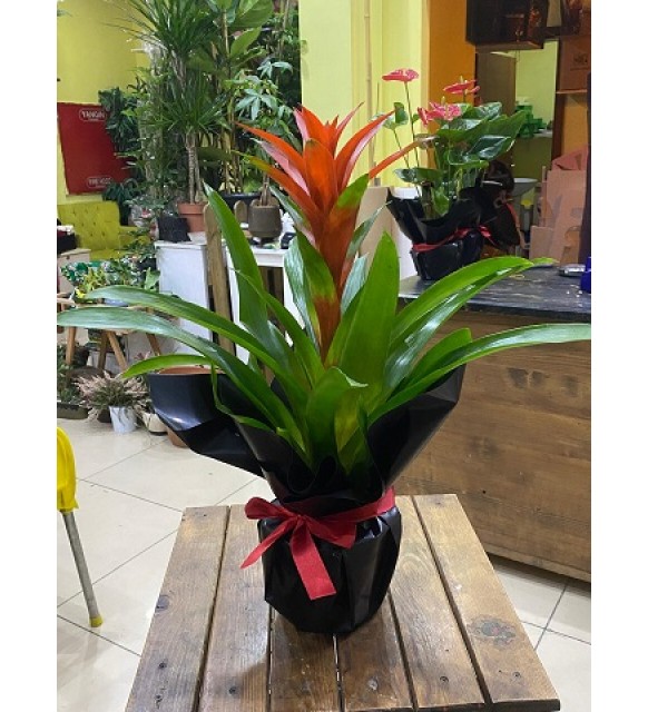 Guzmania