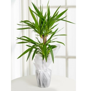 2 köklü Yucca Tropik Canlı Saksı Bitkisi