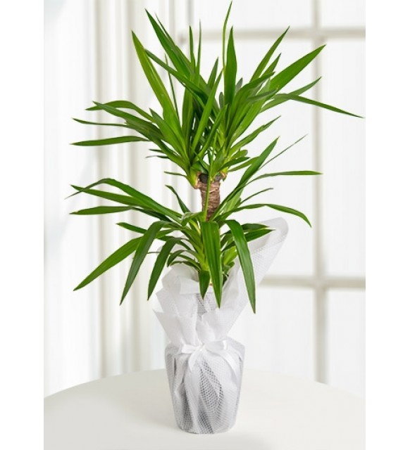 2 köklü Yucca Tropik Canlı Saksı Bitkisi